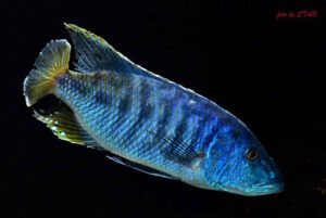 Tyrannochromis nigriventer