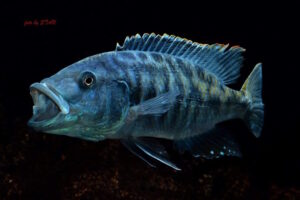 Tyrannochromis nigriventer 'Lundu'