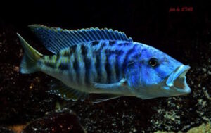 Tyrannochromis nigriventer 'Lundu'