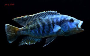 Tyrannochromis nigriventer 'Lundu'