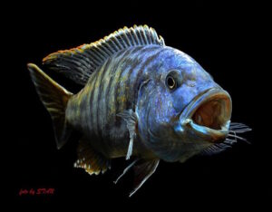 Tyrannochromis nigriventer