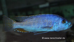 Tyrannochromis nigriventer 'Magunga'