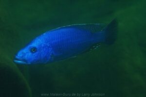 Tyrannochromis nigriventer