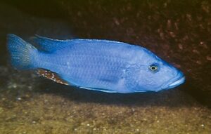 Tyrannochromis nigriventer 'Ndumbi Rocks'