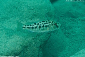 Tyrannochromis nigriventer 'Ngwasi'