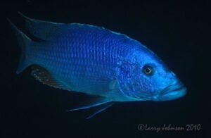 Tyrannochromis nigriventer 'Taiwanee Reef'
