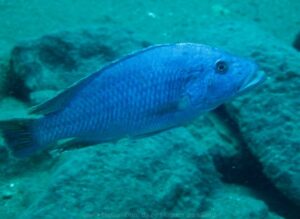 Tyrannochromis nigriventer 'Taiwanee Reef'