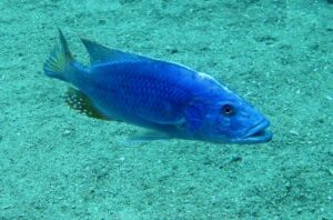 Tyrannochromis nigriventer 'Taiwanee Reef'