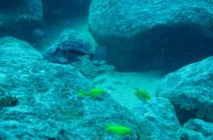 Tyrannochromis nigriventer 'Taiwanee Reef'