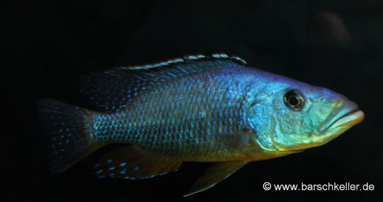 Tyrannochromis polyodon 'Lupingu''Lupingu' Tyrannochromis polyodon