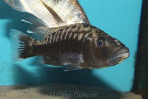 Tyrannochromis polyodon Arten