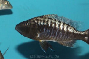 Tyrannochromis polyodon 'Nakantenga Island'