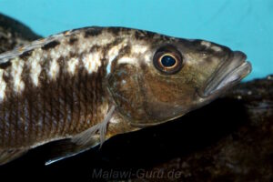 Tyrannochromis polyodon 'Nakantenga Island'