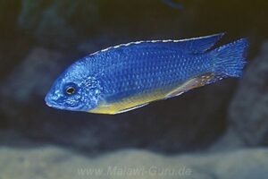 Protomelas sp. 'steveni imperial' Chiloelo