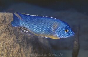 Protomelas sp. 'steveni imperial' Cobwé