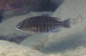 Protomelas sp. 'steveni imperial' Cobwé