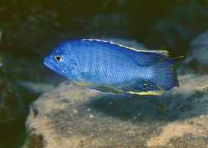 Protomelas sp. 'steveni imperial' Lupingu