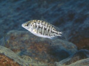 Protomelas sp. 'steveni imperial' Lupingu