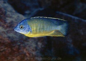 Protomelas sp. 'steveni imperial' Lupingu