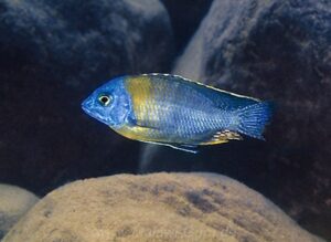 Protomelas sp. 'steveni imperial' Makonde