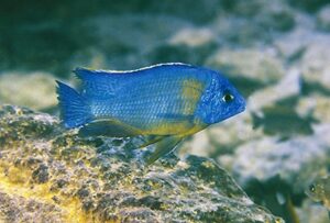Protomelas sp. 'steveni imperial' Minos Reef
