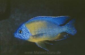 Protomelas sp. 'steveni imperial' Ndumbi Rocks