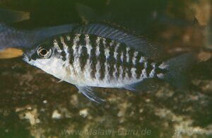 Protomelas sp. 'steveni imperial' Ndumbi Rocks