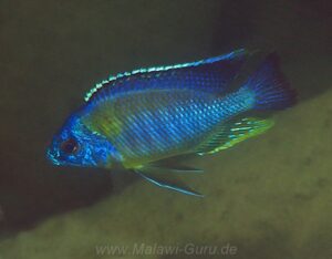 Protomelas sp. 'steveni imperial' Tumbi Point