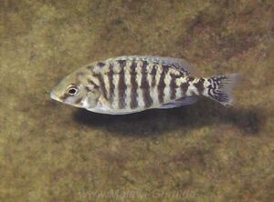 Protomelas sp. 'steveni imperial' Tumbi Point