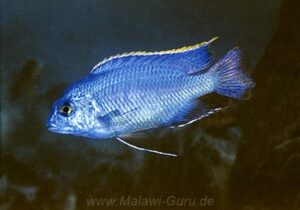 Protomelas steveni 'blue black' Gome