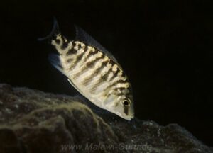 Protomelas steveni 'blue black' Gome