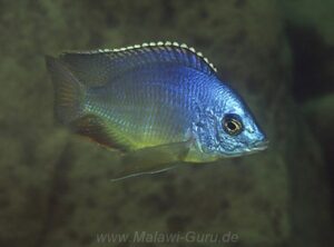 Protomelas taeniolatus 'Boadzulu Island'