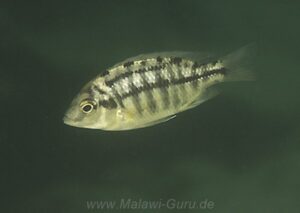 Protomelas taeniolatus 'Boadzulu Island'