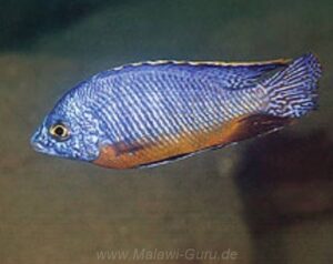Protomelas taeniolatus 'Chilumba'