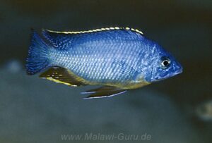 Protomelas taeniolatus 'Karanga'