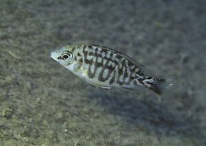 Protomelas taeniolatus 'Karanga'