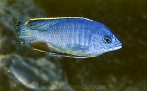 Protomelas taeniolatus 'Kirondo'