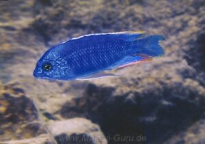 Protomelas taeniolatus 'Magunga'