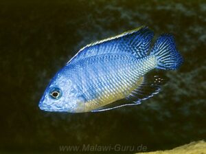 Protomelas taeniolatus 'Mphanga Rocks'