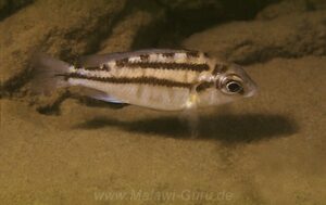 Protomelas taeniolatus 'Nkhomo Reef'
