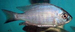 Copadichromis atripinnis 'Chimwalani Eccles Reef''Chimwalani Eccles Reef' - Galerie Copadichromis atripinnis 'Chimwalani Eccles Reef'