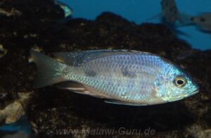 Copadichromis atripinnis
