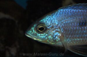 Copadichromis atripinnis 'Chiofu Bay'