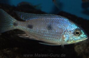 Copadichromis atripinnis 'Chiofu Bay'