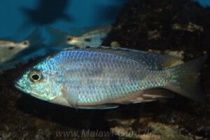 Copadichromis atripinnis 'Chiofu Bay'