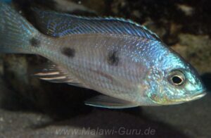 Copadichromis atripinnis 'Chiofu Bay' - Galerie Copadichromis atripinnis 'Chiofu Bay'