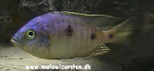 Copadichromis atripinnis 'Masinje' - Galerie Copadichromis atripinnis 'Masinje'