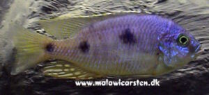 Copadichromis atripinnis 'Masinje'