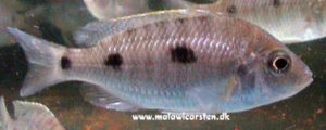 Copadichromis atripinnis 'Masinje'