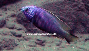 Copadichromis atripinnis 'Namitumbu'-'Namitumbu' Galerie Copadichromis atripinnis 'Namitumbu'-
